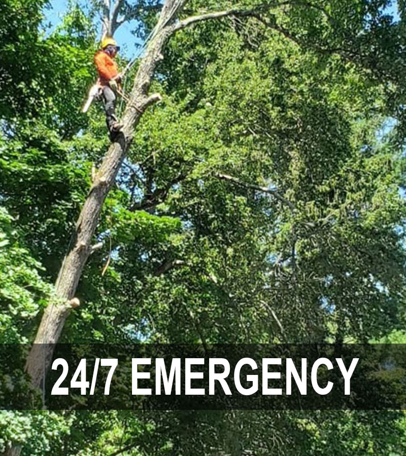 emergency tree service newton nj