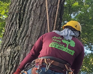 tree-removal-service-near-me newton NJ