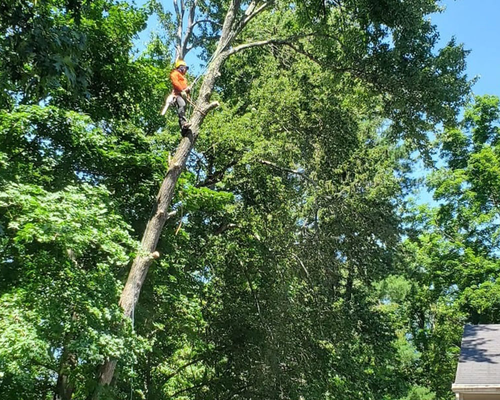 tree-trimming-in-Newton-NJ